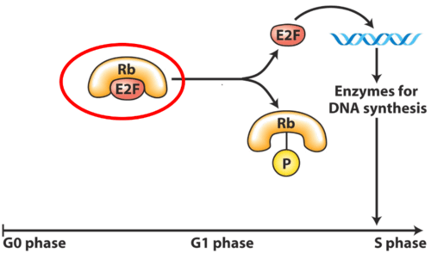 <p>A tumor-suppressor protein that helps regulate progression of a cell from the G1 phase to the S phase of the cell cycle. Defects in Rb protein are found in many types of cancer.</p>