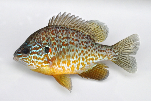 <p>Pumpkinseed</p>