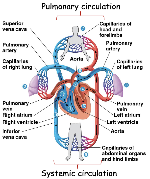 <p>How does blood flow through the heart?</p>