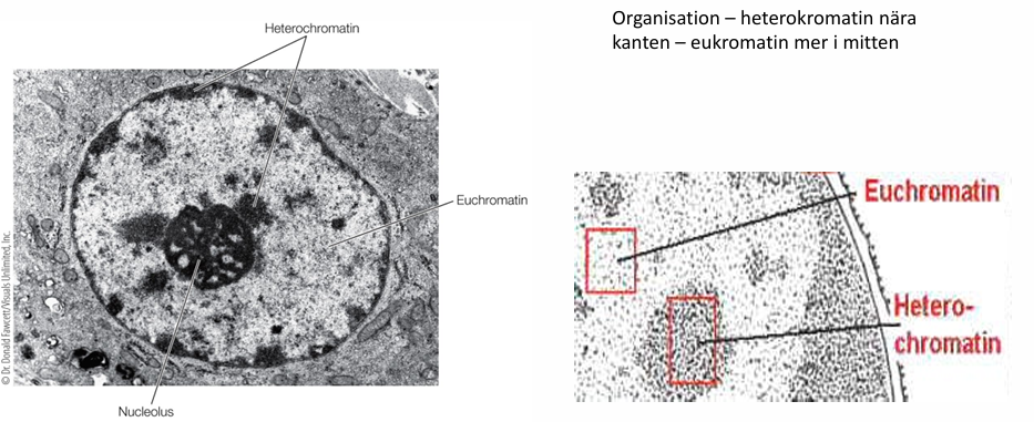 <ul><li><p><strong><span>Nukleolen:</span></strong><span> centralt</span></p></li><li><p><strong><span>Telomerer & centromerer:</span></strong><span> nära kärnmembranet</span></p></li></ul><p></p>