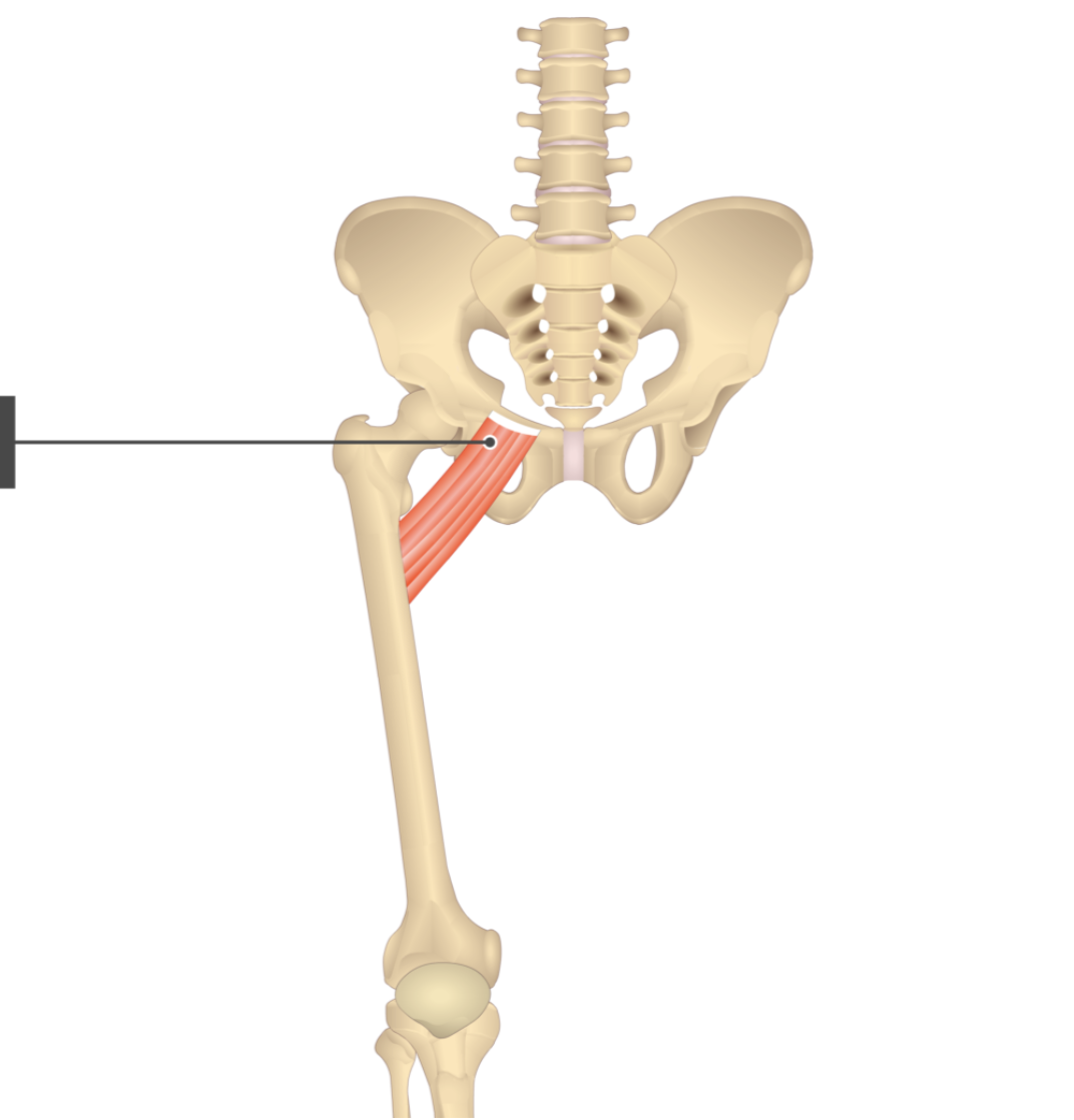 <p></p><p>origin: superior ramus of pubis</p><p>insertion: lesser trochanter</p>