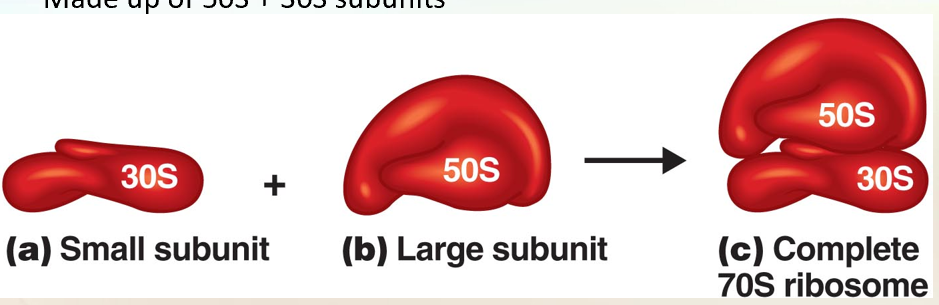 <p>The Prokaryotic Ribosome</p><ul><li><p>Is ussed for protein synthesis</p></li><li><p>Size is 70s:</p></li><li><p>Made up of 50s + 30s subunits</p></li></ul><p></p><p></p><p><strong>What Ribosomes Do</strong> </p><ul><li><p>Found in <strong>all cells</strong> (prokaryotic + eukaryotic).</p></li><li><p>Job: <strong>protein synthesis</strong> (make proteins).</p></li><li><p>Actively growing cells = lots of ribosomes.</p></li><li><p>In prokaryotes, ribosomes make the cytoplasm look <strong>grainy</strong>.</p></li></ul><p> </p><div data-type="horizontalRule"><hr></div><p> <span data-name="small_blue_diamond" data-type="emoji">🔹</span> <strong>Structure</strong> </p><ul><li><p>Ribosomes = <strong>2 subunits</strong> (protein + rRNA):</p><ul><li><p><strong>Small subunit (30S)</strong> → 1 rRNA + proteins.</p></li><li><p><strong>Large subunit (50S)</strong> → 2 rRNAs + proteins.</p></li></ul></li><li><p>Together: <strong>70S ribosome</strong> (not 80, because “S” is about shape/speed, not math).</p></li></ul><p> </p><div data-type="horizontalRule"><hr></div><p> <span data-name="small_blue_diamond" data-type="emoji">🔹</span> <strong>Prokaryotic vs Eukaryotic Ribosomes</strong> </p><ul><li><p><strong>Prokaryotic</strong>: 70S ribosomes.</p></li><li><p><strong>Eukaryotic</strong>: 80S ribosomes.</p></li><li><p>Difference in size/density helps medicine target bacteria.</p></li></ul><p> </p><div data-type="horizontalRule"><hr></div><p> <span data-name="pill" data-type="emoji">💊</span> <strong>Why It Matters for Antibiotics</strong> </p><ul><li><p>Some antibiotics kill bacteria by stopping protein synthesis.</p></li><li><p>Examples:</p><ul><li><p><strong>Streptomycin, gentamicin</strong> → bind to <strong>30S subunit</strong>.</p></li><li><p><strong>Erythromycin, chloramphenicol</strong> → bind to <strong>50S subunit</strong>.</p></li></ul></li><li><p>Human ribosomes are different (80S), so antibiotics can kill bacteria without harming us.</p></li></ul><p> </p><div data-type="horizontalRule"><hr></div><p> </p><p><span data-name="point_right" data-type="emoji">👉</span> <strong>Super simple summary:</strong></p><p> </p><ul><li><p>Ribosomes = protein factories.</p></li><li><p>Bacteria = 70S (30S + 50S).</p></li><li><p>Humans = 80S.</p></li><li><p>Antibiotics use this difference to attack bacteria, not us.</p></li></ul><p></p>