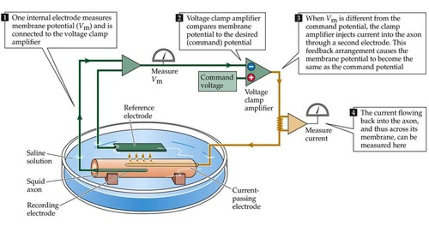 <p>"clamp" membrane potential of a cell to measure current</p><p>- amplifier compares COMMAND POTENTIAL with measured membrane potential</p><p>- current is injected by amplifier until command potential = actual membrane potential/voltage difference</p><p>- CANCEL OUT ANY VG CHANNELS by injecting current equal and opposite in sign = no net ion flow</p><p>- measure current generated by Vg channels and analy ze</p>