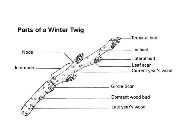 <p>terminal bud, lenticel, lateral bud, leaf scar, current years wood, girdle scar, dormant wood bud, last years wood, node, internode</p>