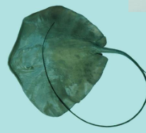 <p><span>Pelagic stingray</span></p>