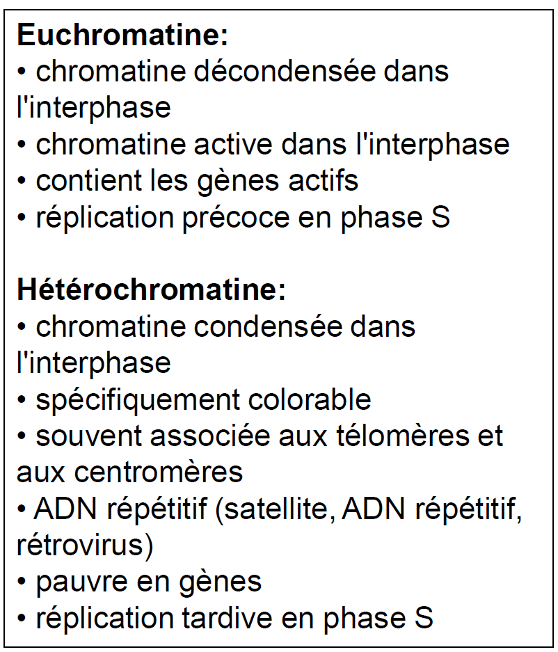 <p>L’euchromatine est décondensée durant l’interphase alors que l’hétérochromatine y est condensée.</p><p>La grande partie de la Transcription se passe dans l’euchromatine.</p>