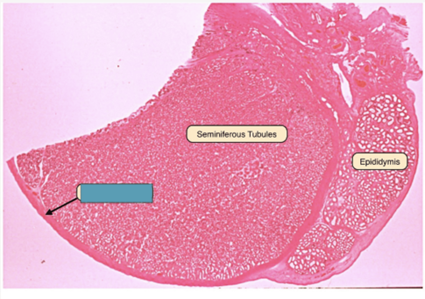 <p>Identify the structure</p>