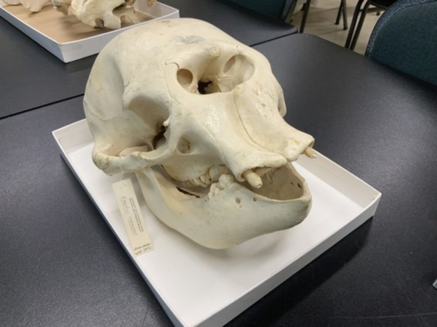 <p>Family, Order, Infraclass, Subclass</p><p>-high, prominent nasal foramen</p><p>-large upper incisors (or openings for them)</p><p>-large tooth in each side of mandible</p>