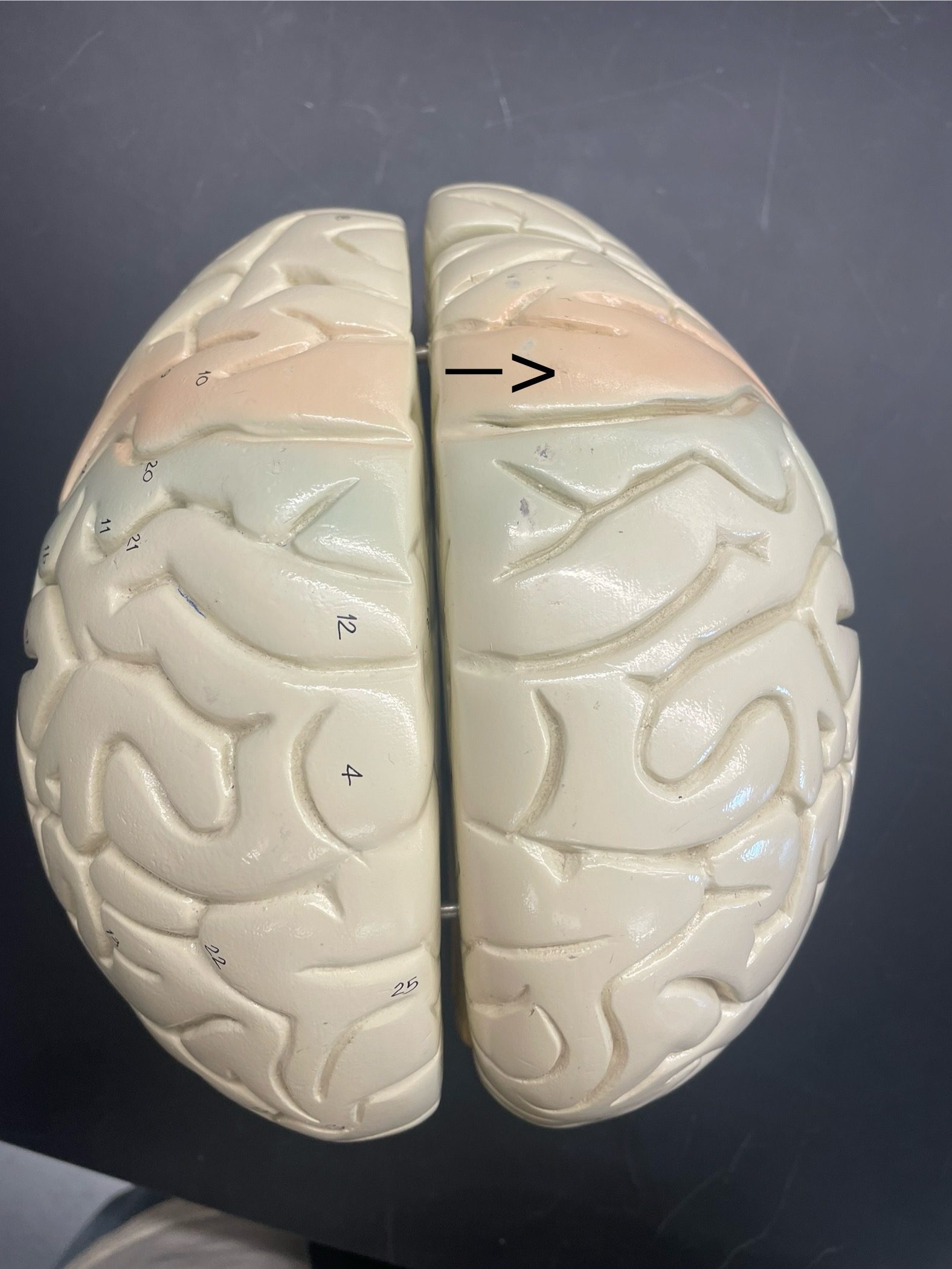 <p>ID structure</p>