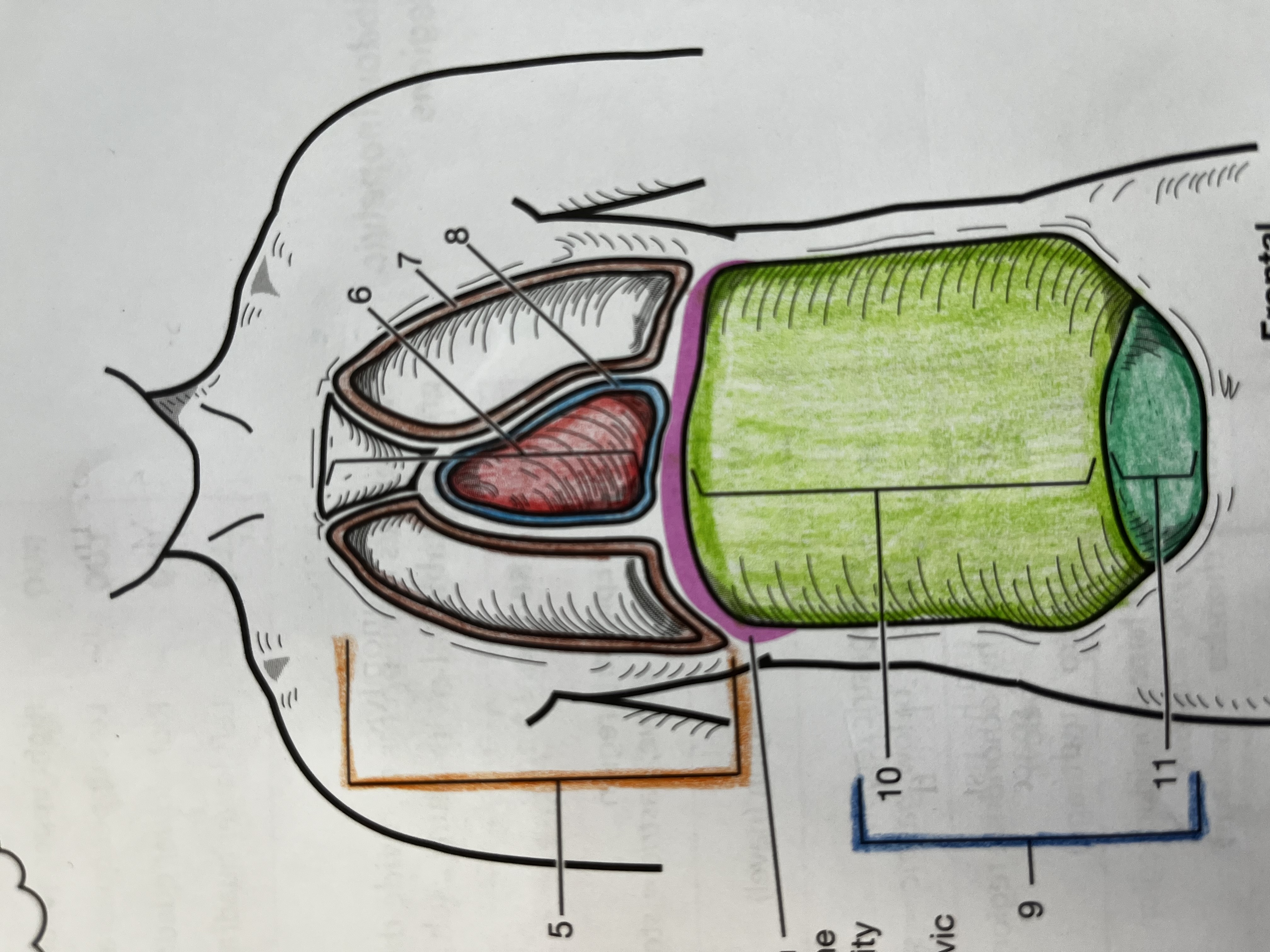 <p>Mediastinum</p>