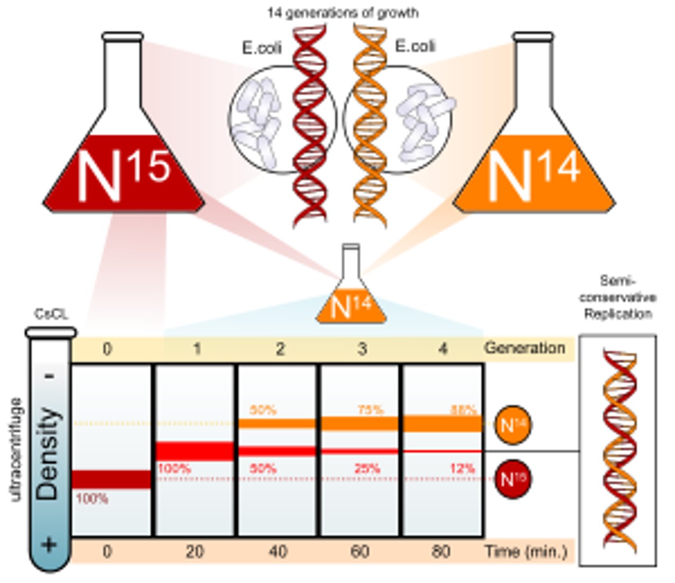<p>When they were spun in a centrifuge:<br>- the normal DNA formed a band at the top due it being light<br>- the heavy DNA/ 15N DNA formed a band at the bottom due to it being heavy<br>- the 1st gen DNA formed a band in the middle due to it having one "heavy" DNA strand and one "light" DNA strand<br>- the 2nd gen formed 2 bands one higher than the 1st gen and 1 at the same place due to there being both 14N DNA and the 1st gen DNA ( compositionally)</p>