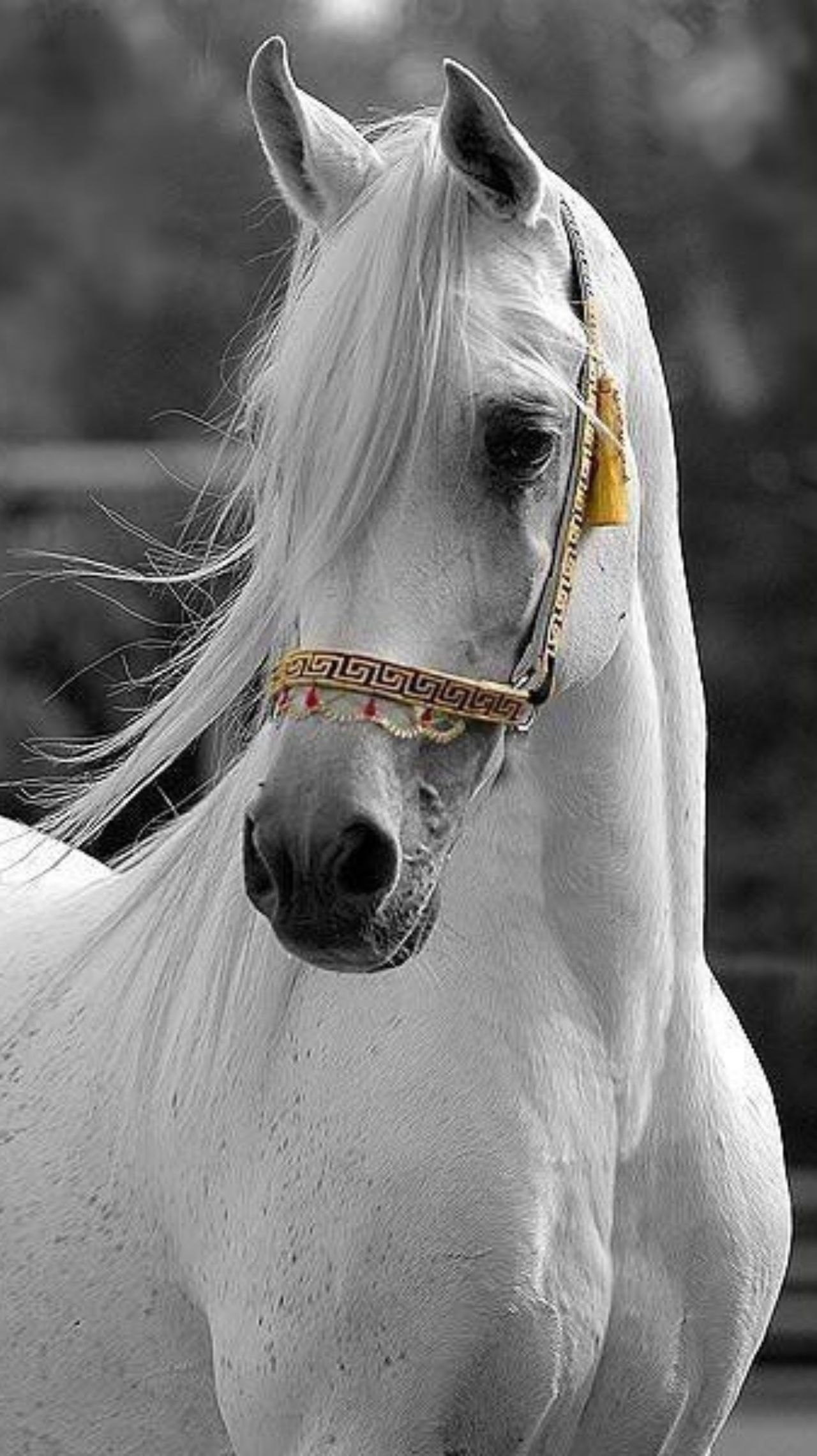 <p>خيل (khayl)</p><p><span>خيول\</span>أخيال<span> (khuyūl/akhyāl) ج</span></p>