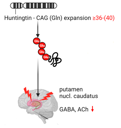 <p>Autoszomális domináns öröklődésű betegés, 100%os penetrécióval</p><p>Huntingtin expanzió - CAG (Gln) 36-40 ismétlődés és több</p><p>Nagyobb ismétlésszám korábbi megjelenést eredményez</p><p>Putamenben, nucleus caudatusban lecsökken a GABA, Ach hatás</p><p>Egyensúlyeltolódás dopamin felé → megerősített mozgás kezdeményezés</p>