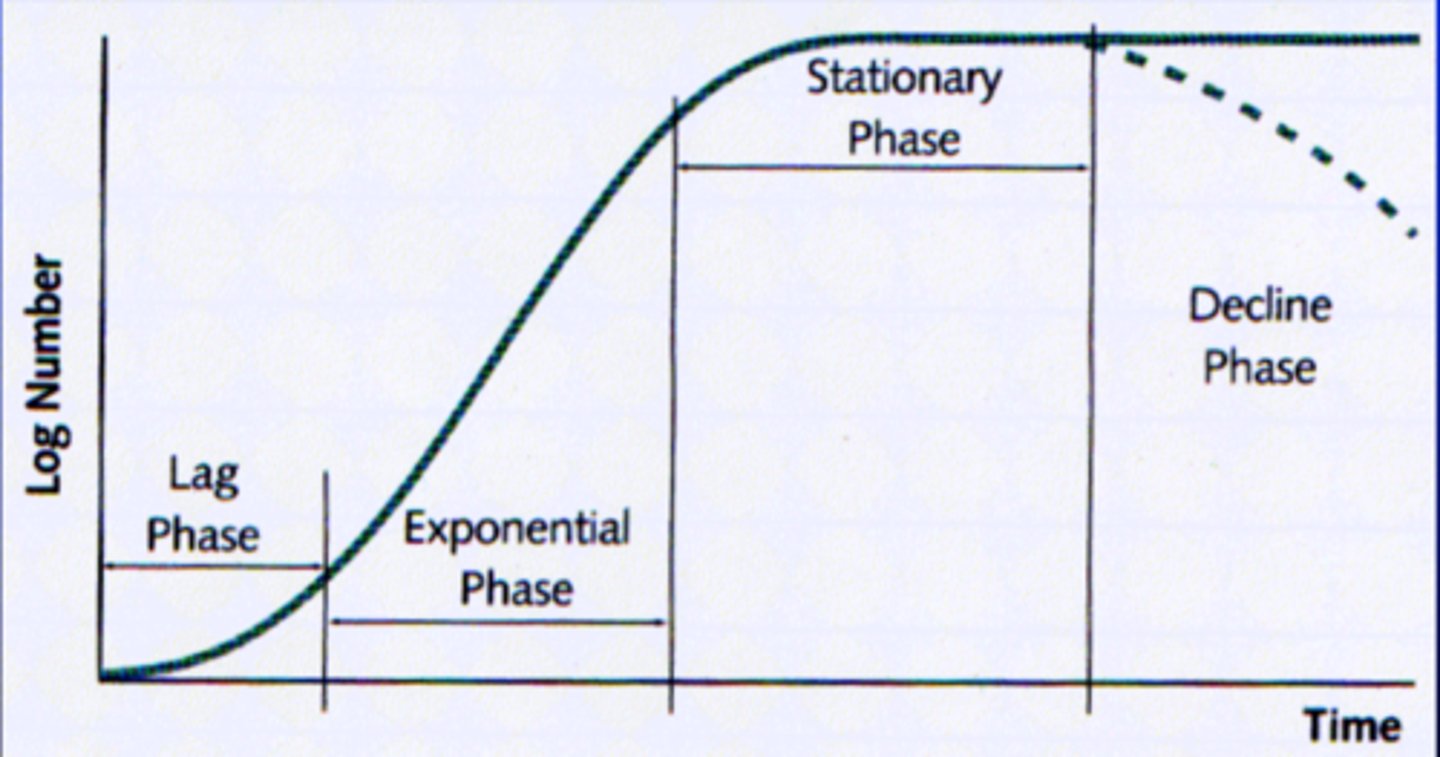 <p>1. Lag</p><p>2. Log / Exponential</p><p>3. Stationary (this is when virulence factors are expressed and most resistant)</p><p>4. Decline phase (varies)</p>