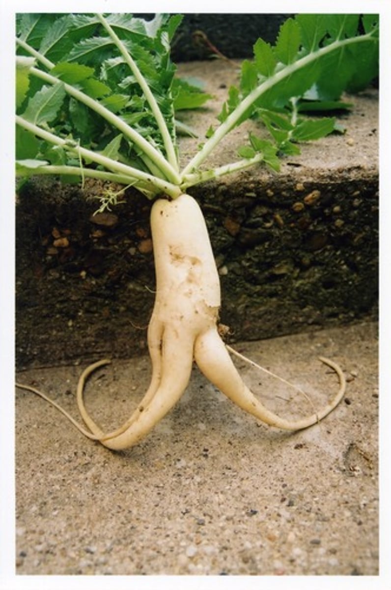 <p>Bring protection and prosperity to the home, love and sex magick, also used in poppets</p>