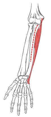 <p>Flexor Carpi Ulnaris</p>