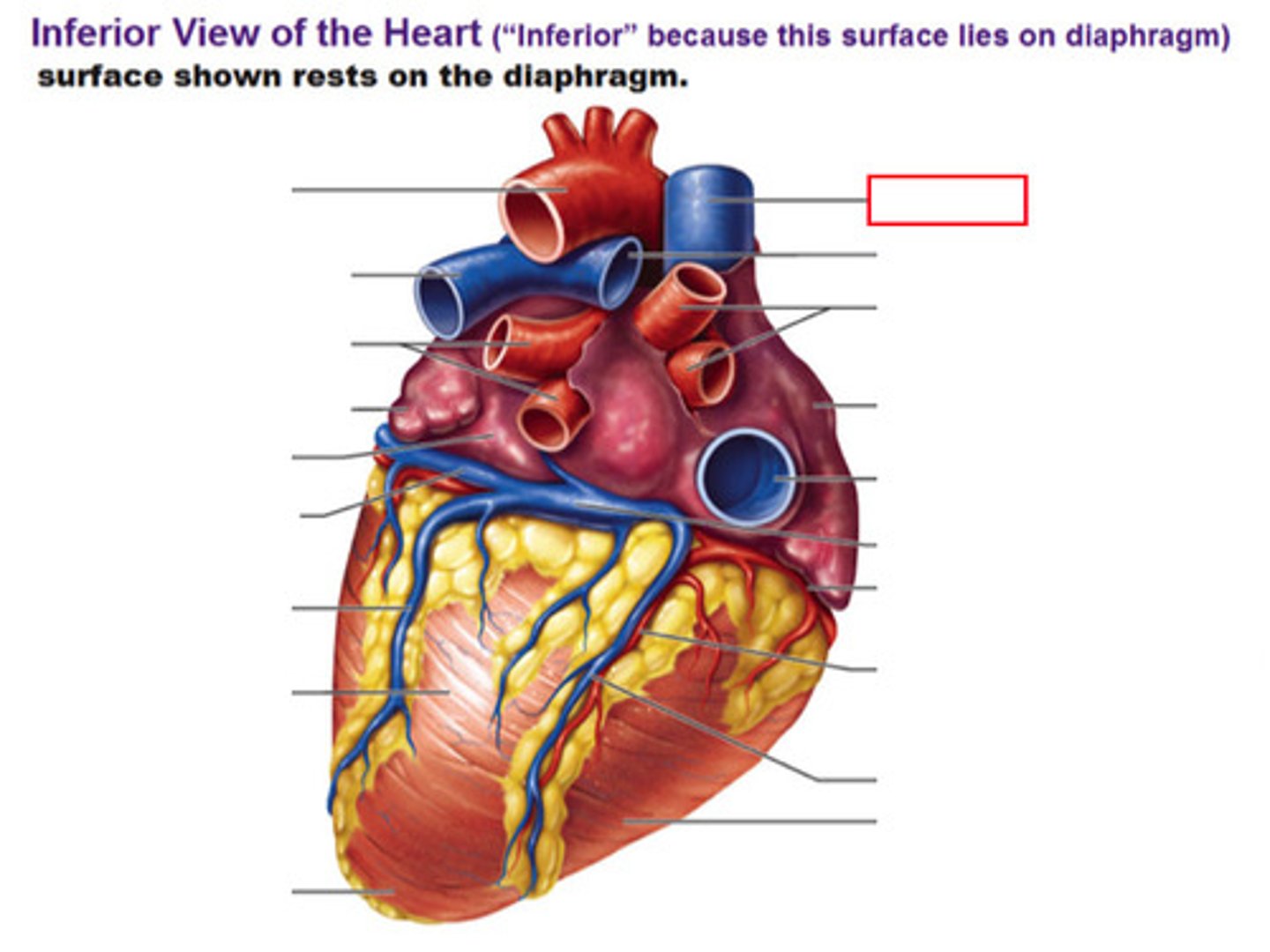 <p>st</p><p>Posterior side, probe from above on right</p><p>H3</p><p>3</p>