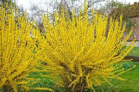 <p><span>Forsythia x intermedia cv. / Border Forsythia</span></p>