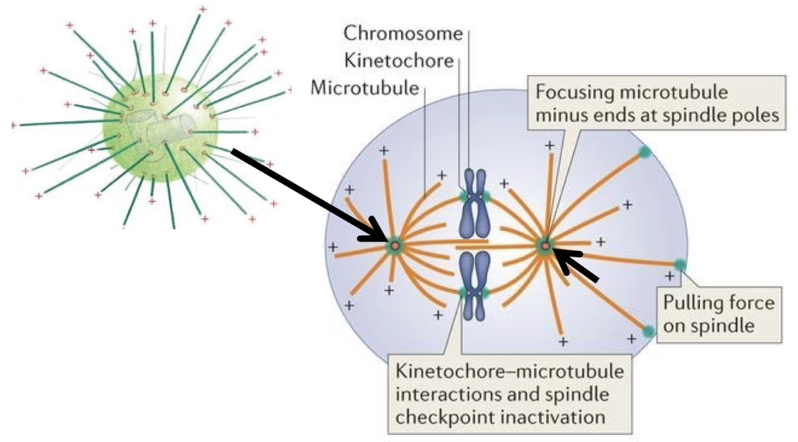 <ul><li><p><strong>MTOC = Microtubule Organizing Center</strong>, duplicates in mitosis</p></li><li><p>Forms the <strong>mitotic spindle</strong></p></li><li><p><strong>Microtubules</strong> nucleated from <strong>γ-TuRC</strong> at each MTOC</p></li><li><p><strong>Plus-ends</strong> grow outward</p><ul><li><p>Some anchor the spindle to <strong>cell cortex</strong></p></li><li><p>Others extend inward to attach to <strong>chromosomes</strong></p></li></ul></li><li><p>Microtubules guide <strong>sister chromatid separation</strong></p></li><li><p>Spindle is <strong>dynamic</strong> – built and disassembled based on <strong>microtubule instability</strong></p></li></ul><p></p>