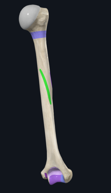 <p>What is this part of the humerus called</p>