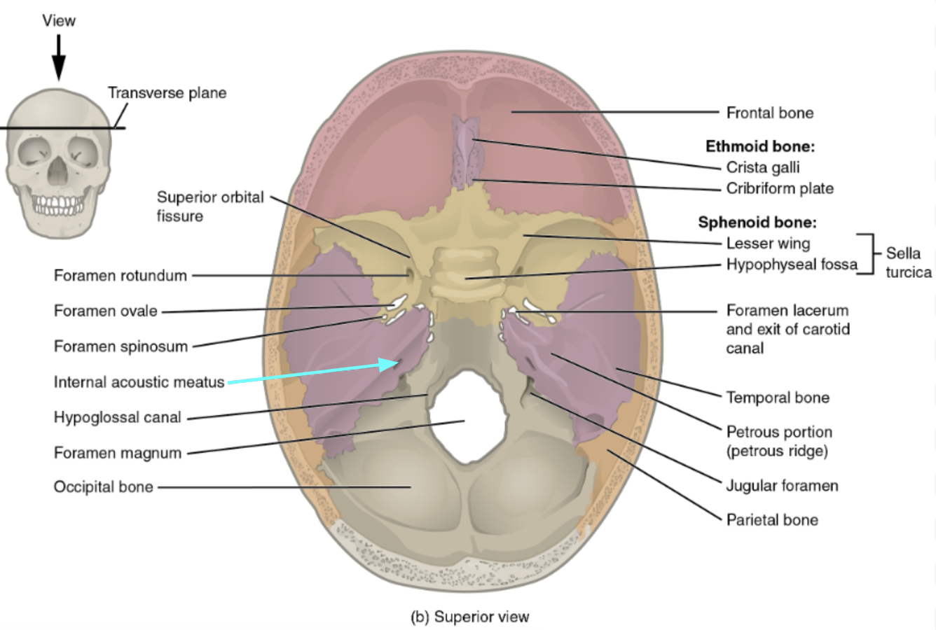 <ul><li><p><strong>Internal acoustic meatus</strong></p><p></p></li></ul><p></p>