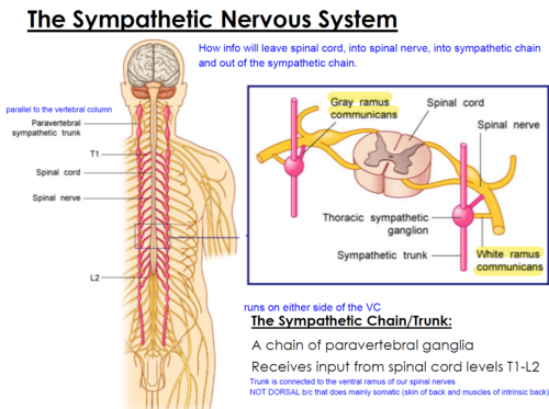 <p>a chain of paravertebral ganglia which receives input from spinal cord levels T1-L2</p>