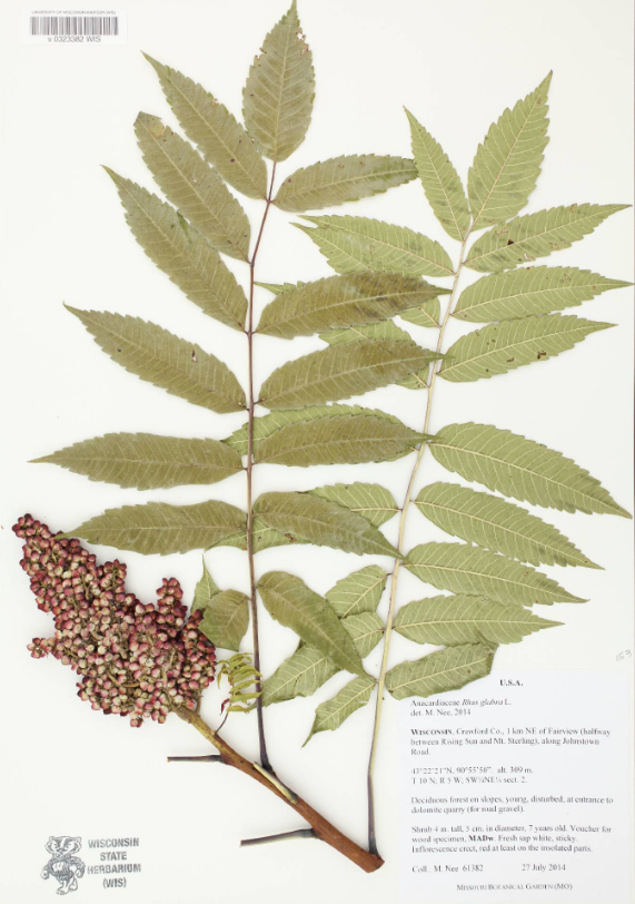 <p>Anacardiaceae 1</p>