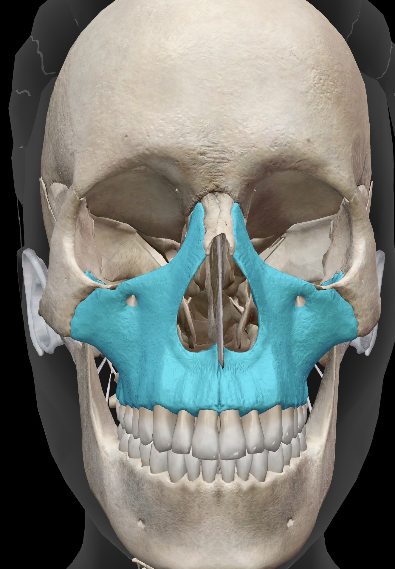 <p>Name this bone</p>