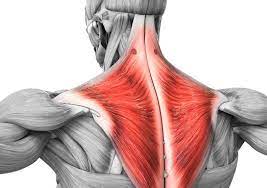 <p> muscle on the upper back/above the shoulder </p>