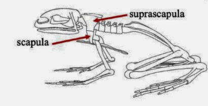 <p>A major bone in the shoulder region of vertebrates that articulates with the humerus and supports the upper limb. </p>