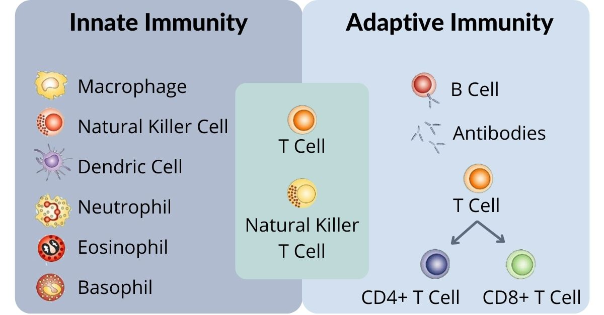 <p><strong><mark data-color="#970b78" style="background-color: #970b78; color: inherit">B-cells</mark></strong> have unique antibody receptors that bind to specific <strong><em><mark data-color="#790c55" style="background-color: #790c55; color: inherit">antigens</mark></em></strong></p><p>When they’re activated, they also <strong><mark data-color="#a00972" style="background-color: #a00972; color: inherit">divide by mitosis</mark></strong> but, they <strong>create Plasma cells and Memory Cells.</strong></p><p><strong>Memory Cells </strong>stay in the blood for future immune responses, while <strong>Plasma Cells </strong>secrete antibodies that fight off pathogens.</p>