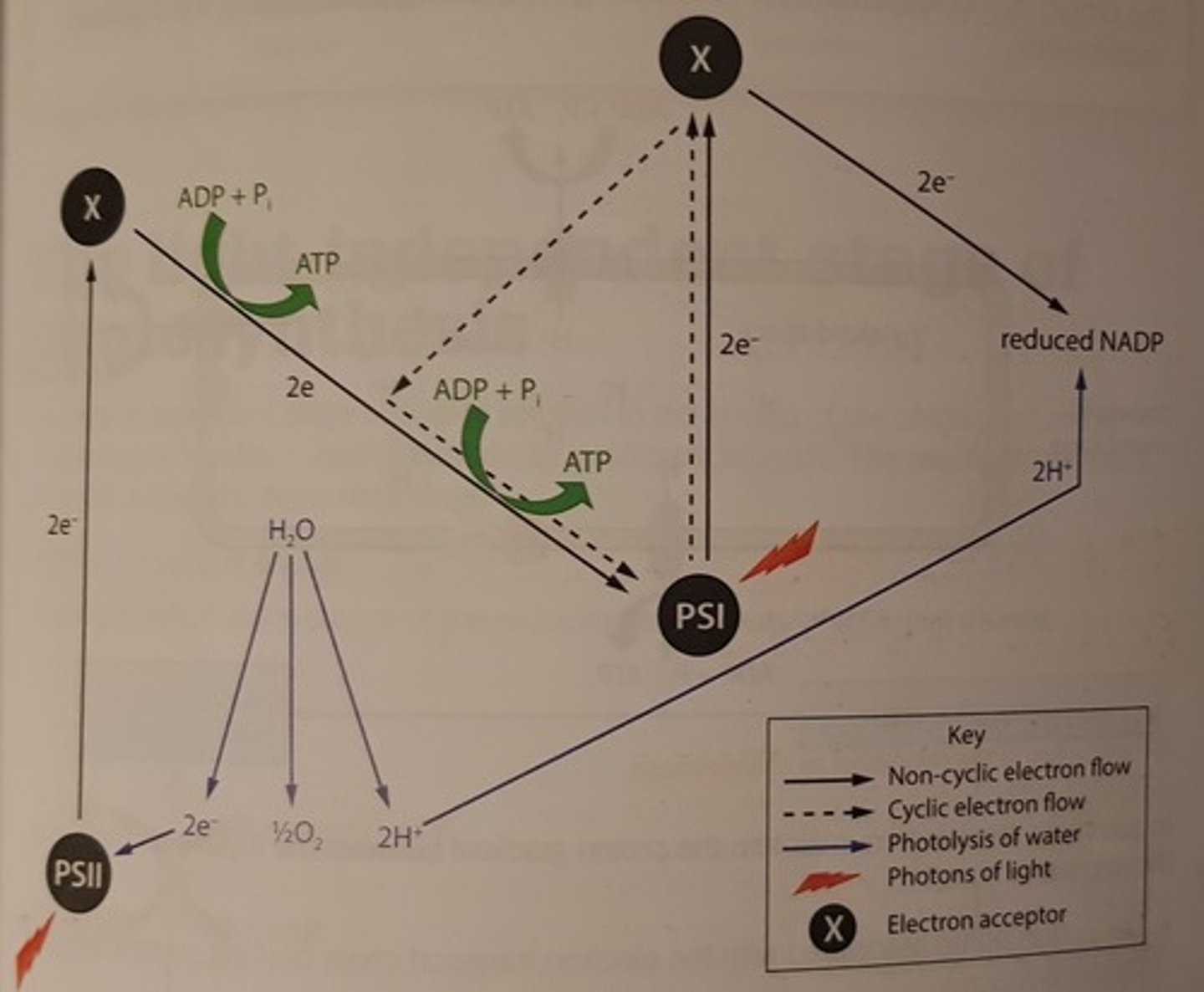 knowt flashcard image