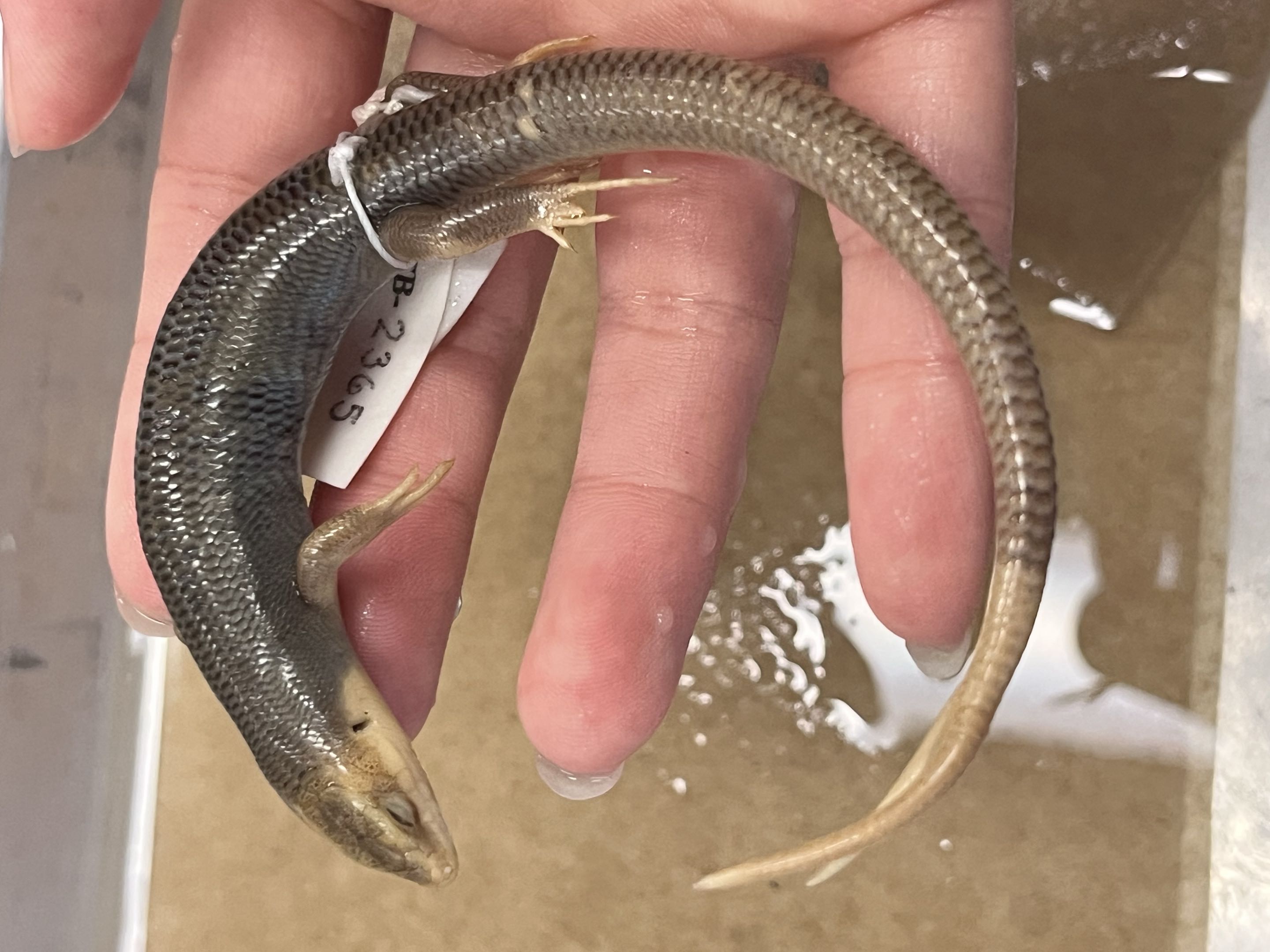 <p>Suborder + Family?</p><p><strong>- Fish-like scales (round)</strong></p><p><strong>- Cylindrical bodies/tail</strong></p><p>- Worldwide</p><p><1.5k species</p>