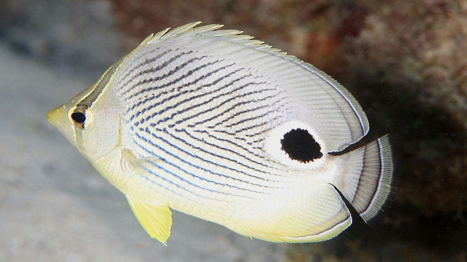 <p>WHAT FISH IS THIS</p>