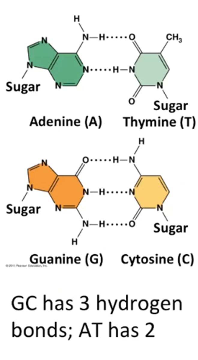 <p>GC because it has 3 H bonds and AT only has 2</p>