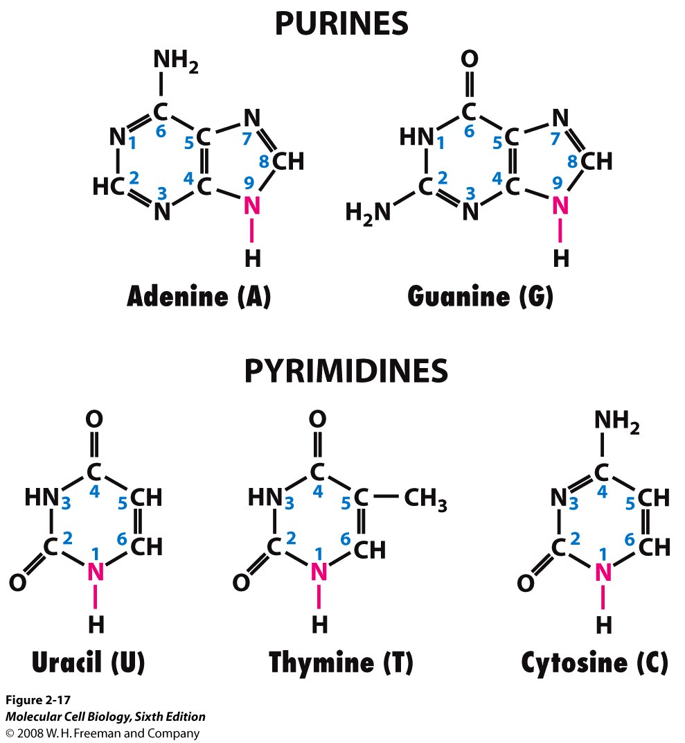 <p>Pyrimidines </p><ul><li><p>Uracil (U) → only in RNA</p></li><li><p>Thymine (T) → only in DNA </p></li><li><p>Cytosine (C)</p><p>Purines </p></li><li><p>Adenine (A) </p></li><li><p>Guanine (G) </p><p>A-T: 2 H-bonds</p><p>G-C: 3 H-bonds</p></li></ul>