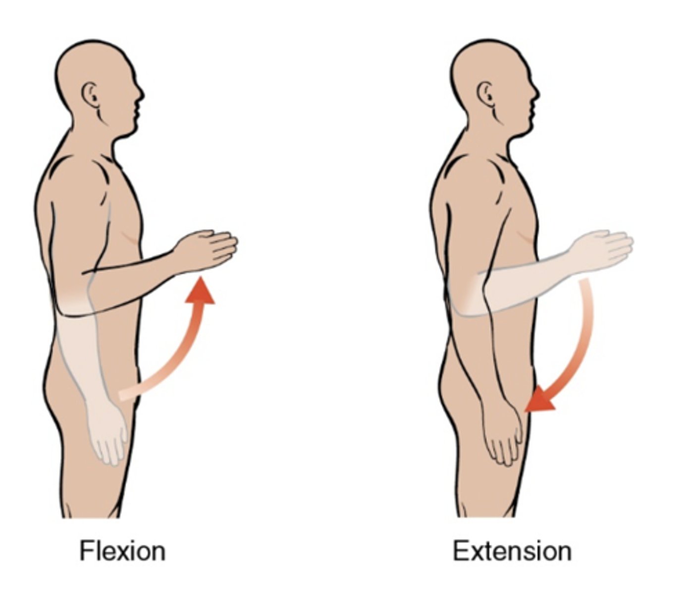 <ul><li><p>sagittal plane; frontal axis</p></li><li><p><strong>flexion</strong>: 0-150 degrees</p></li><li><p><strong>extension</strong>: 0 degrees, some have a few degrees of hyperextension</p></li></ul><p></p>