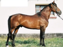 <p>rasa</p>