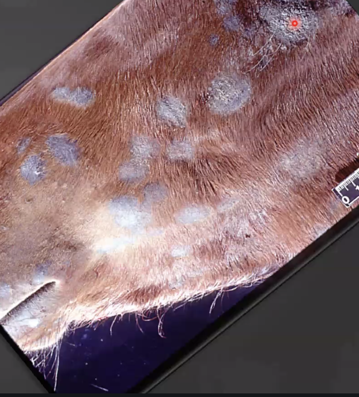 <p>What is shown?</p>