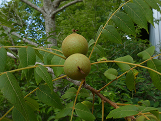 <p>Juglans major</p><p>(Walnut)</p>