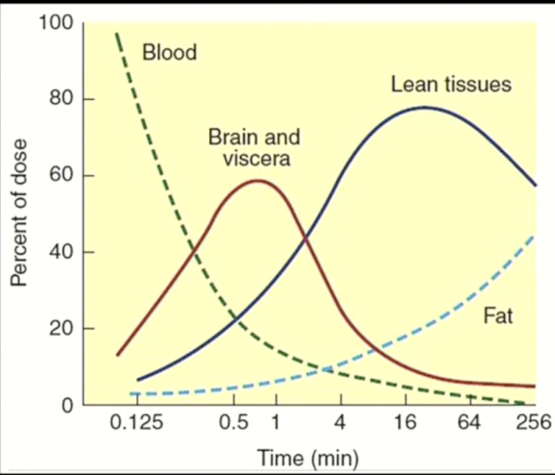 <p><span><span>o Drugs exist in two forms in the blood: protein-bound &amp; free drug</span></span></p><p style="text-align: left;"><span><span>o Only the free drug can leave the circulation and enter tissues, cross cell membranes, etc.</span></span></p><p style="text-align: left;"><span><span>o Inside the tissues, the free drug can bind to intracellular proteins (reversible) + can get stored in fat → acts as a reservoir</span></span></p><p style="text-align: left;"><span><span>o The concentration of the drug FIRST goes up in the brain—a vessel-rich group. The &nbsp;brain, heart, liver and kidney have a very high fraction of the cardiac output. &nbsp;</span></span></p><p style="text-align: left;"><span><span>o As the concentration of the drug is declining in the circulation, the concentration of&nbsp;the drug is quickly going up in tissues that are getting the highest blood flow (vessel-rich&nbsp;groups). &nbsp;</span></span></p><p style="text-align: left;"><span><span>o Fat has a slower blood flow than </span><u><span>vessel-rich groups </span></u><span>and </span><u><span>muscle groups.</span></u></span></p>
