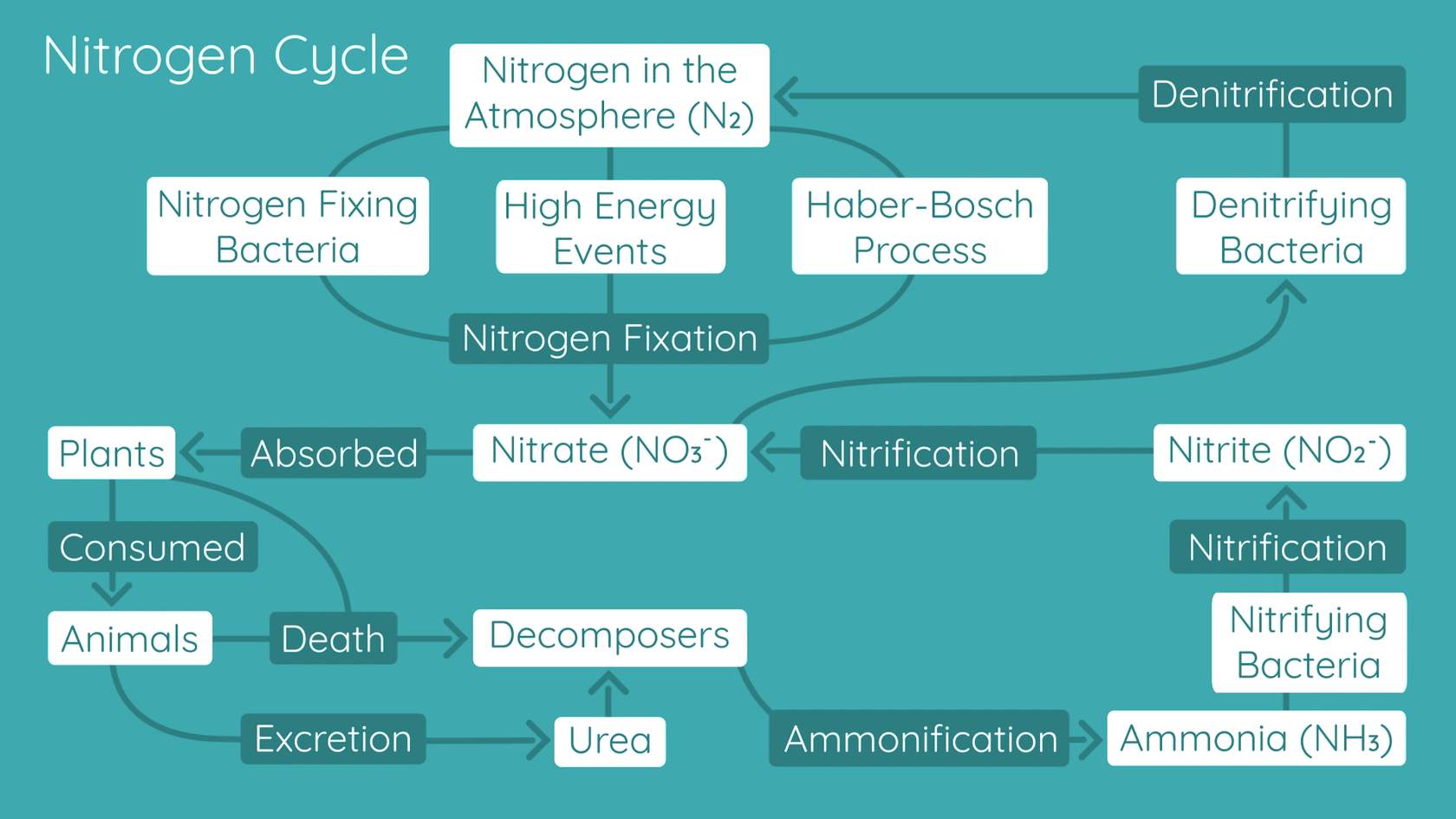 <p>Nitrogen in atmosphere is absorbed by plants with nitrifying bacteria in soil turns ammonia/ammonium into nitrates/nitrites animals eat these plants overtime the animals start to decay releasing ammonia into soil denitrifying bacteria then turn nitrogen back into gas and is release into the atmosphere </p>