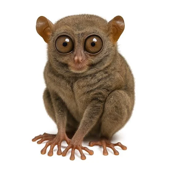 <p>Tarsiers</p>