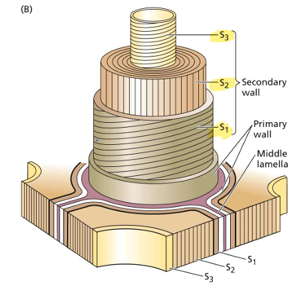 <p>Orientations of cell wall</p>