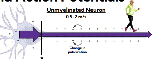 <ul><li><p><span style="background-color: transparent;"><span>Multiple action potentials need to be summated to overcome threshold&nbsp;</span></span></p></li><li><p><span style="background-color: transparent;"><span>Depolarization of neuron occurs which sends action potential down the neuron&nbsp;</span></span></p></li></ul><ul><li><p><span style="background-color: transparent;"><strong><u><span>The speed is very slow (0.5-2ms)&nbsp;</span></u></strong></span></p></li></ul><p></p>