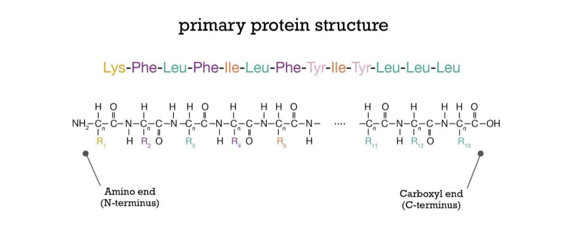 <ul><li><p>catalyzed by ribosome</p></li><li><p>peptide backbone of C-C-N-C-C-N</p></li></ul><p>Polarity: always grow in the same direction, starting at N-terminus</p><p></p>