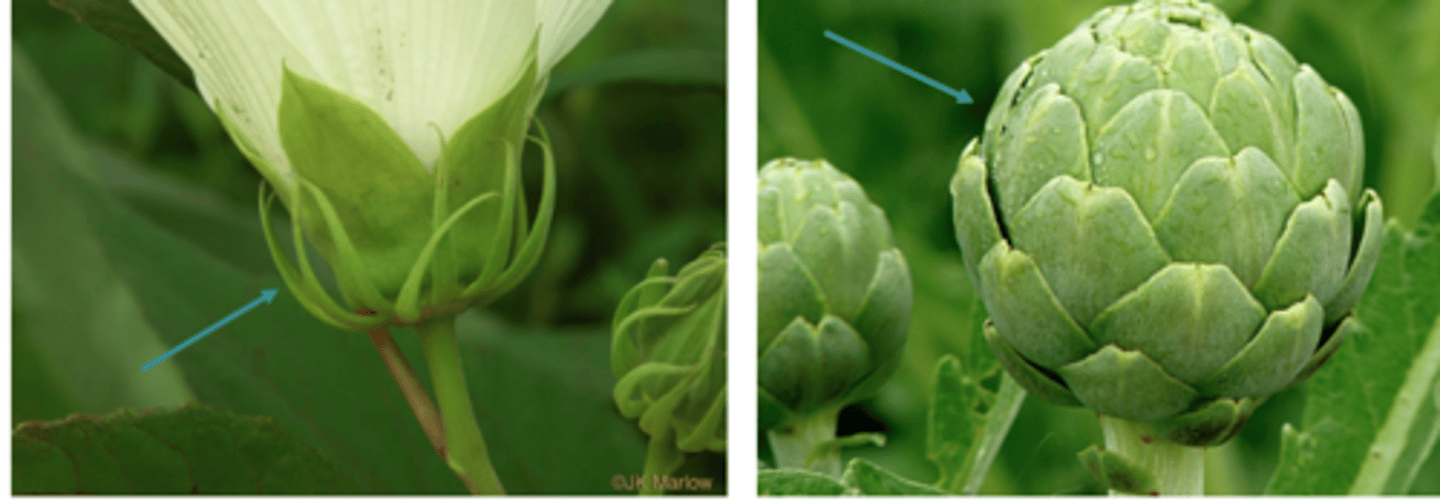 <p>modified leaf associated with a flower or a cluster of flowers</p><p>---------------</p><p>- tend to be smaller than leaves</p><p>- sometimes are a different color and/or texture</p>