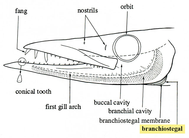 <ul><li><p>Provide gill ventilation</p></li><li><p>Number of gill rays helps differentiate amongst taxa</p></li><li><p>Forms the floor of the branchial chamber</p></li></ul><p></p>