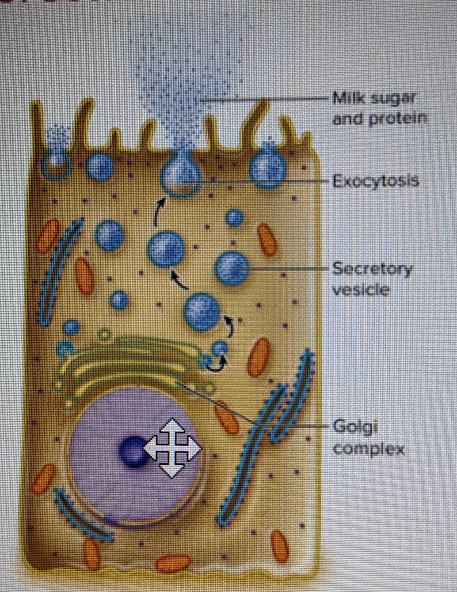 uses vesicles that release their secretion by exocytosis (used by eccrine glands) 

* ex: tear glands, pancreas, gastric glands 
* lowest lipid concentration; associated with serous glands, watery, low viscosity glands 