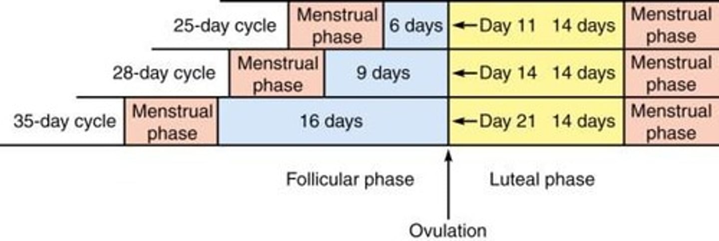 <p>The monthly cycle of changes in the female reproductive system.</p>